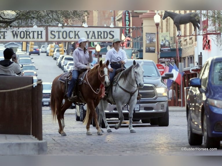 American Quarter Horse Castrone 7 Anni 147 cm Sauro scuro in Weatherford TX