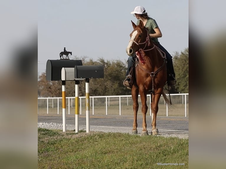 American Quarter Horse Castrone 7 Anni 147 cm Sauro scuro in Weatherford TX