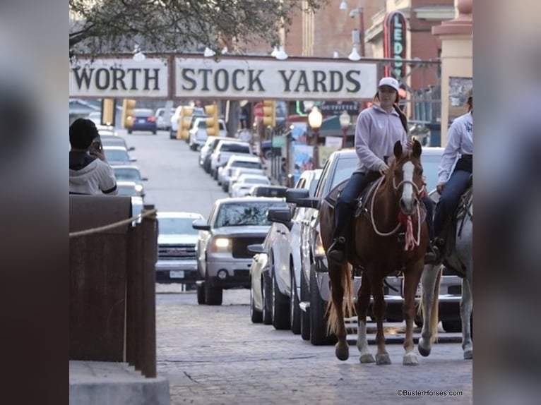 American Quarter Horse Castrone 7 Anni 147 cm Sauro scuro in Weatherford TX