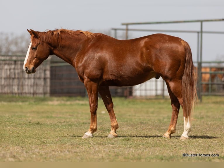 American Quarter Horse Castrone 7 Anni 147 cm Sauro scuro in Weatherford TX