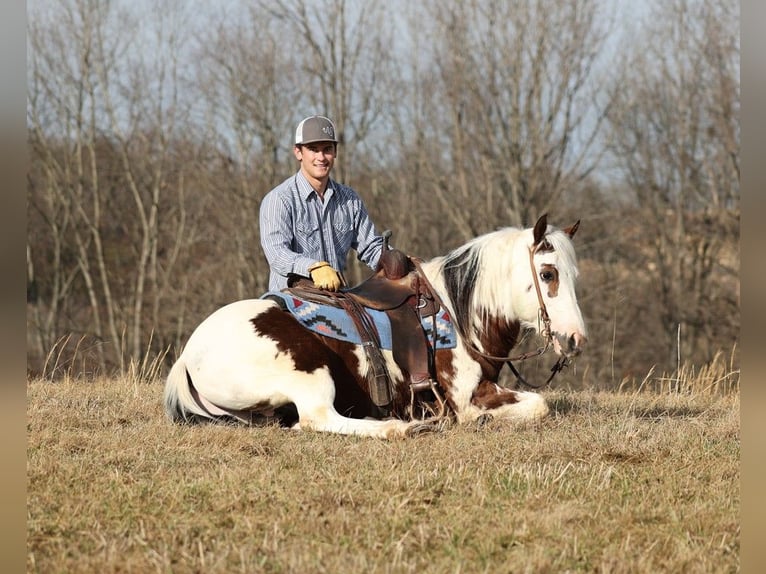 American Quarter Horse Castrone 7 Anni 147 cm Tobiano-tutti i colori in Brodhead KY