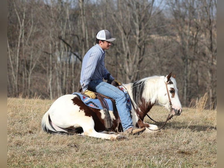 American Quarter Horse Castrone 7 Anni 147 cm Tobiano-tutti i colori in Brodhead KY