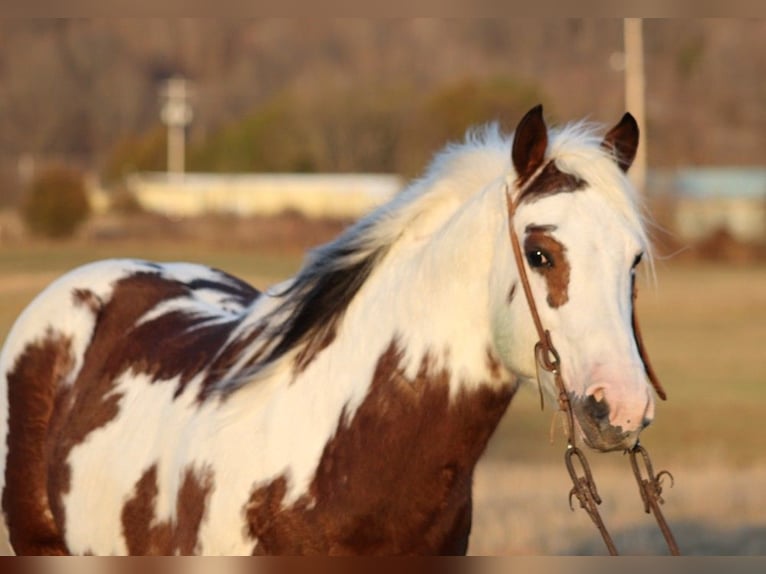 American Quarter Horse Castrone 7 Anni 147 cm Tobiano-tutti i colori in Brodhead KY