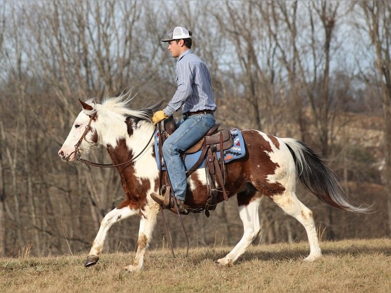 American Quarter Horse Castrone 7 Anni 147 cm Tobiano-tutti i colori in Brodhead KY