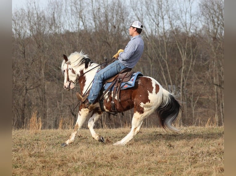 American Quarter Horse Castrone 7 Anni 147 cm Tobiano-tutti i colori in Brodhead KY