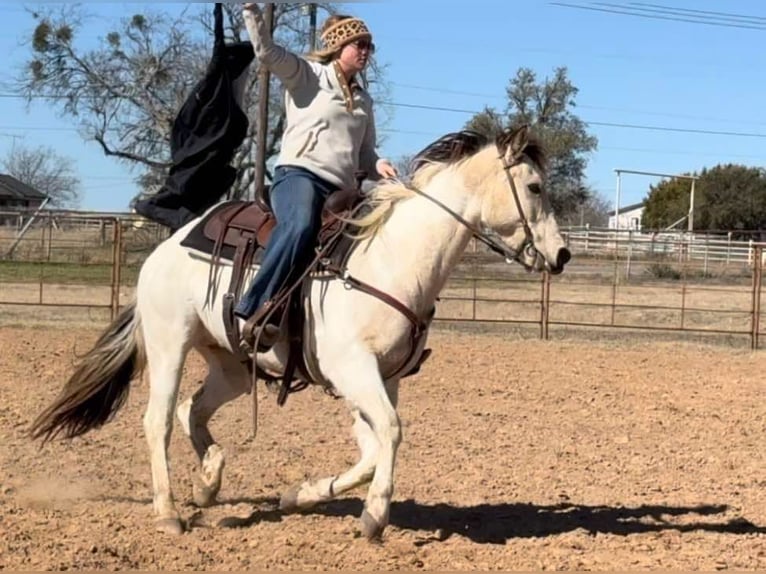 American Quarter Horse Castrone 7 Anni 147 cm Tobiano-tutti i colori in Weatherford TX