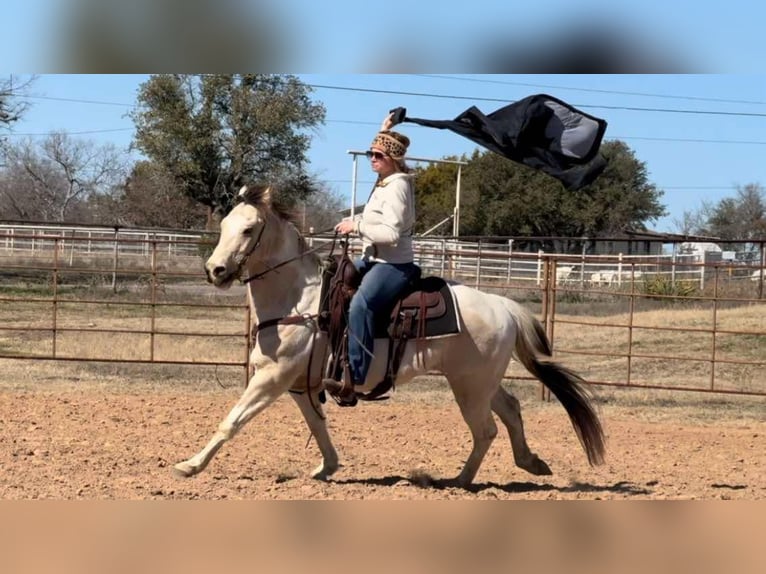 American Quarter Horse Castrone 7 Anni 147 cm Tobiano-tutti i colori in Weatherford TX