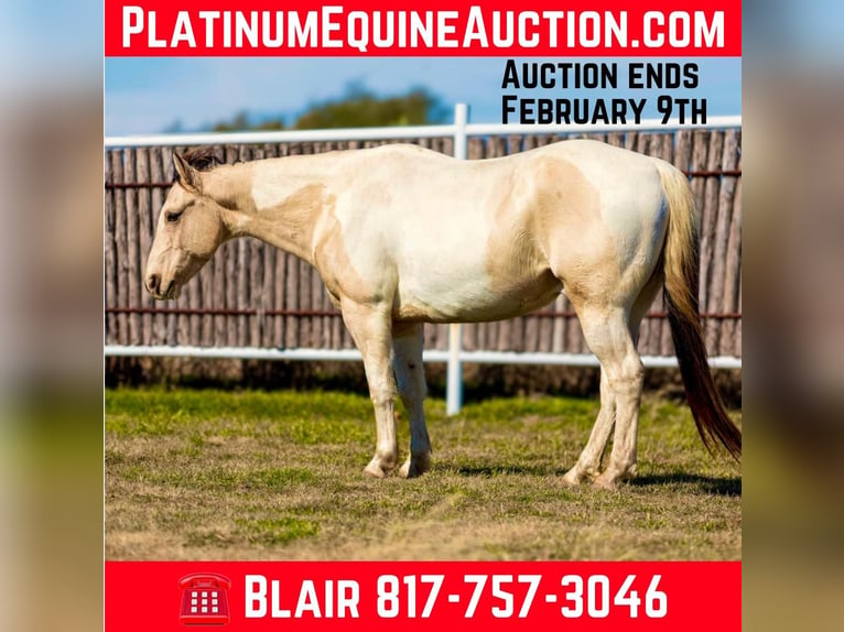 American Quarter Horse Castrone 7 Anni 147 cm Tobiano-tutti i colori in Weatherford TX