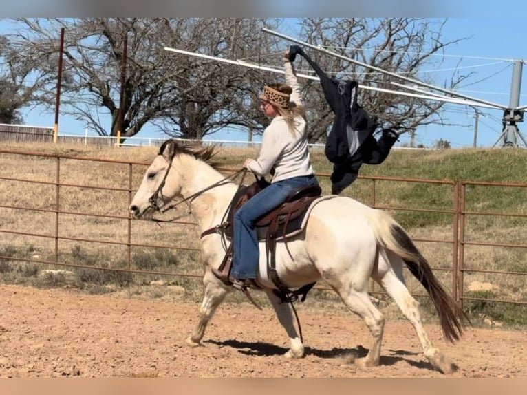 American Quarter Horse Castrone 7 Anni 147 cm Tobiano-tutti i colori in Weatherford TX