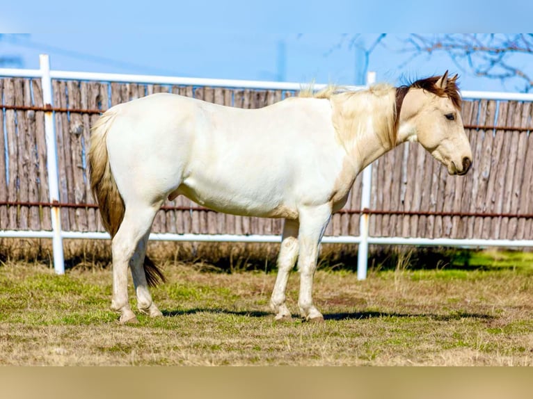 American Quarter Horse Castrone 7 Anni 147 cm Tobiano-tutti i colori in Weatherford TX