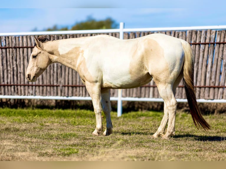 American Quarter Horse Castrone 7 Anni 147 cm Tobiano-tutti i colori in Weatherford TX