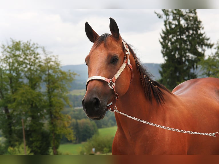 American Quarter Horse Castrone 7 Anni 148 cm  in Windeck