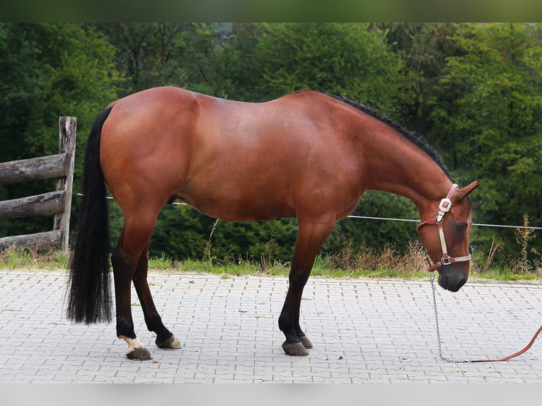 American Quarter Horse Castrone 7 Anni 148 cm  in Windeck