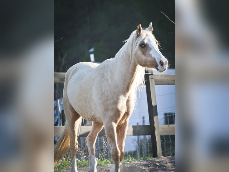 American Quarter Horse Castrone 7 Anni 149 cm Palomino in Alcoi/Alcoy