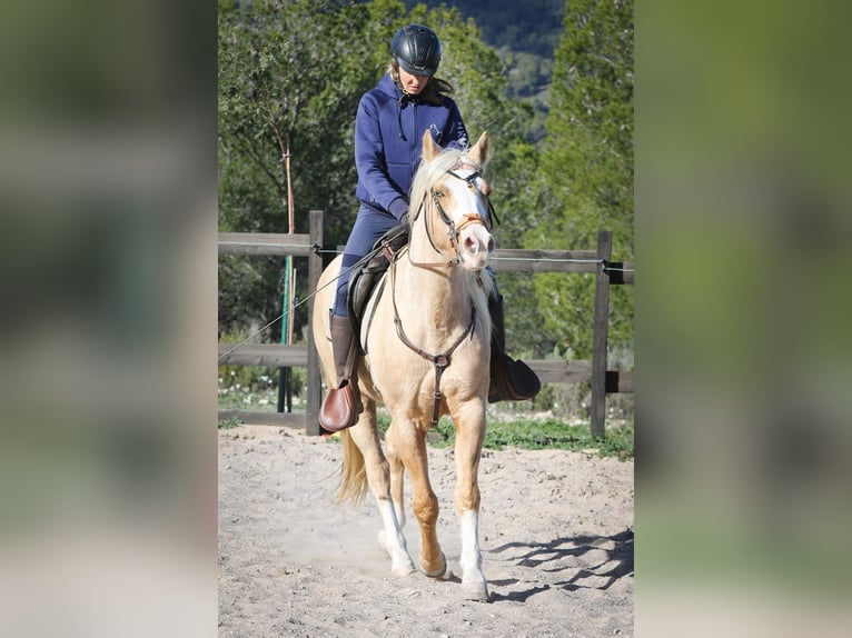 American Quarter Horse Castrone 7 Anni 149 cm Palomino in Alcoi/Alcoy