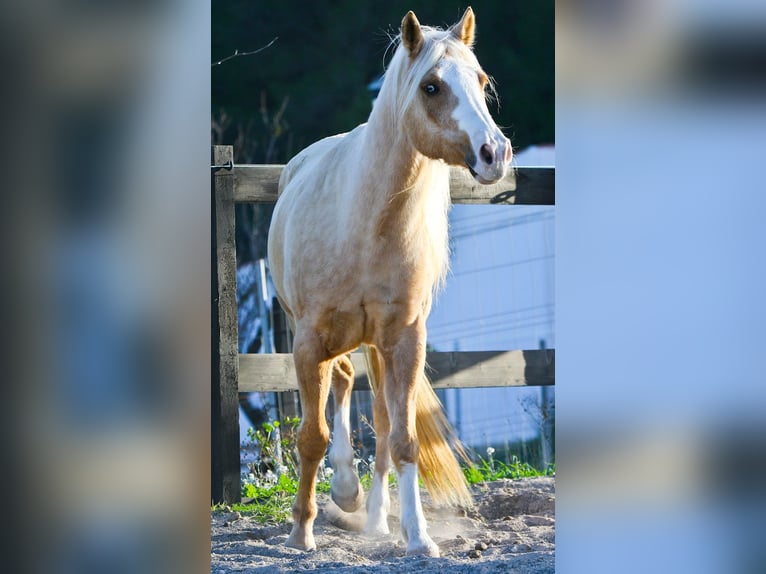 American Quarter Horse Castrone 7 Anni 149 cm Palomino in Alcoi/Alcoy