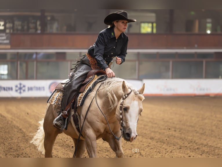 American Quarter Horse Castrone 7 Anni 149 cm Palomino in Windeck