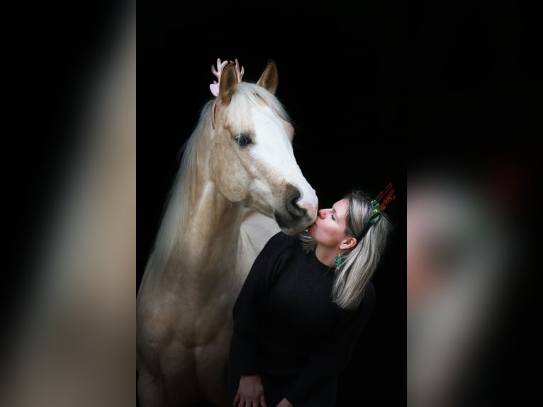 American Quarter Horse Castrone 7 Anni 149 cm Palomino in Windeck