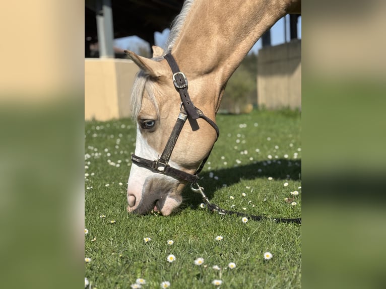 American Quarter Horse Castrone 7 Anni 149 cm Palomino in Windeck