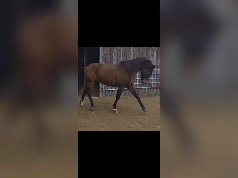 American Quarter Horse Castrone 7 Anni 150 cm Baio in Petershagen