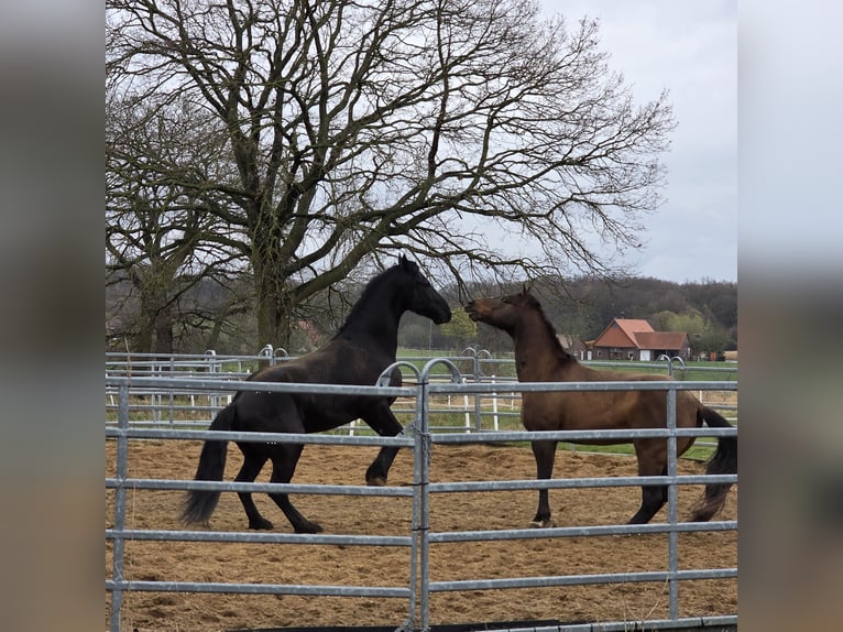 American Quarter Horse Castrone 7 Anni 150 cm Baio in Petershagen