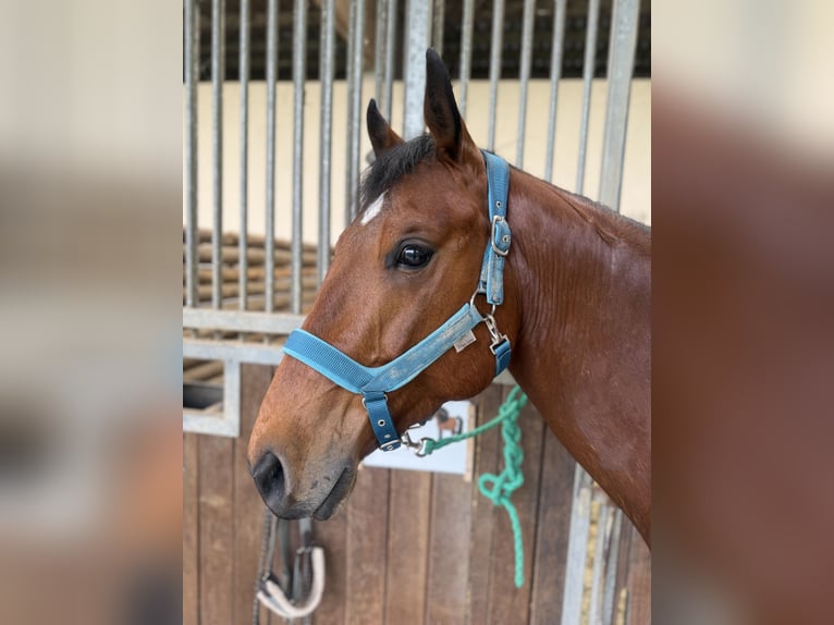 American Quarter Horse Mix Castrone 7 Anni 150 cm Baio in Osterode am Harz
