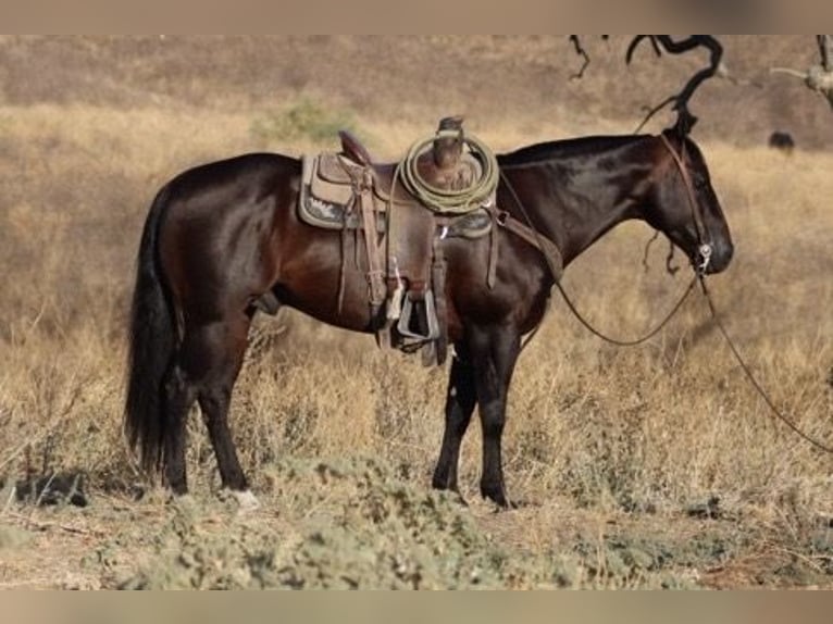 American Quarter Horse Castrone 7 Anni 150 cm Baio ciliegia in paicines CA