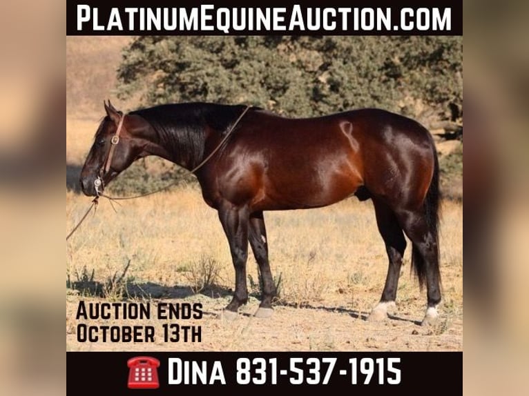 American Quarter Horse Castrone 7 Anni 150 cm Baio ciliegia in paicines CA