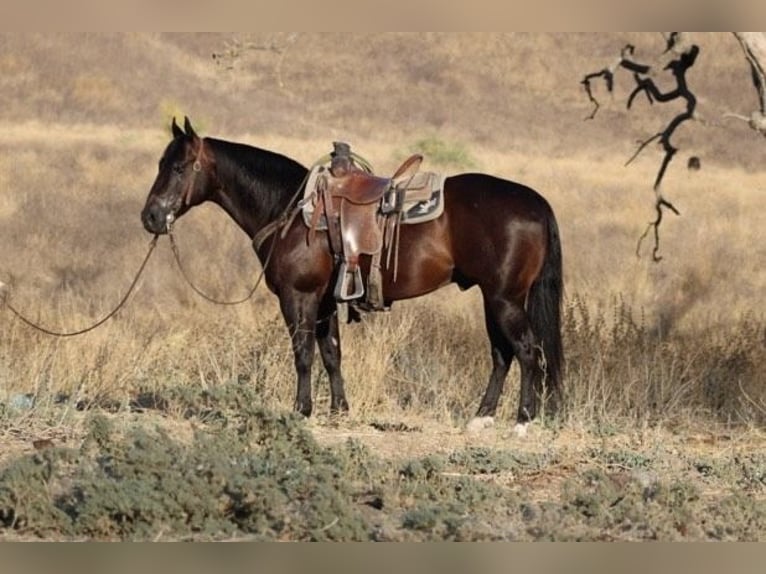 American Quarter Horse Castrone 7 Anni 150 cm Baio ciliegia in paicines CA