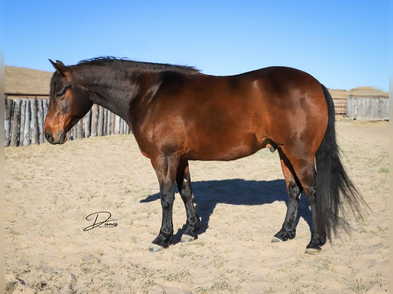 American Quarter Horse Castrone 7 Anni 150 cm Baio ciliegia in Broken Bow
