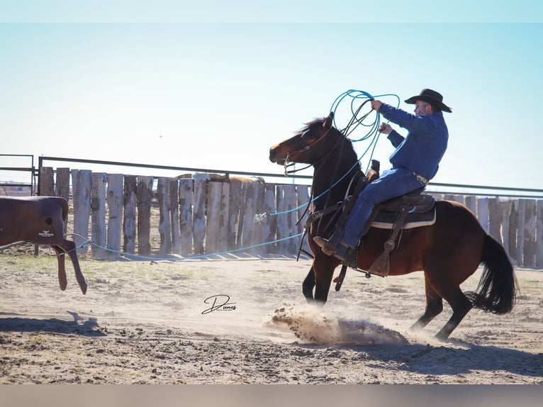 American Quarter Horse Castrone 7 Anni 150 cm Baio ciliegia in Broken Bow