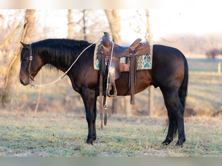 American Quarter Horse Castrone 7 Anni 150 cm Baio ciliegia in Lewistown