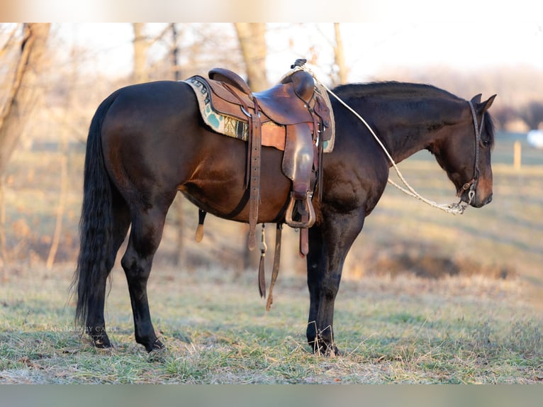 American Quarter Horse Castrone 7 Anni 150 cm Baio ciliegia in Lewistown