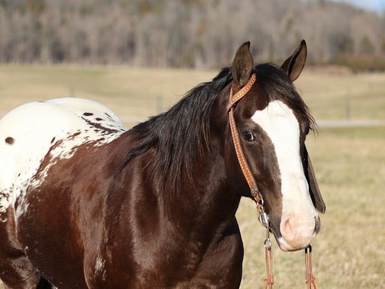 American Quarter Horse Castrone 7 Anni 150 cm Baio ciliegia in Whitley City KY