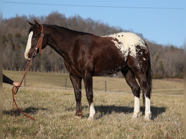 American Quarter Horse Castrone 7 Anni 150 cm Baio ciliegia in Whitley City KY