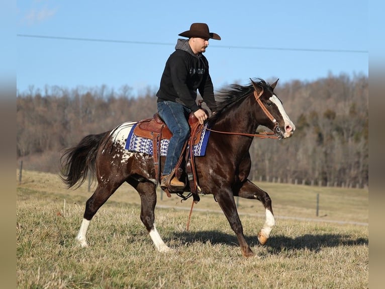 American Quarter Horse Castrone 7 Anni 150 cm Baio ciliegia in Whitley City KY