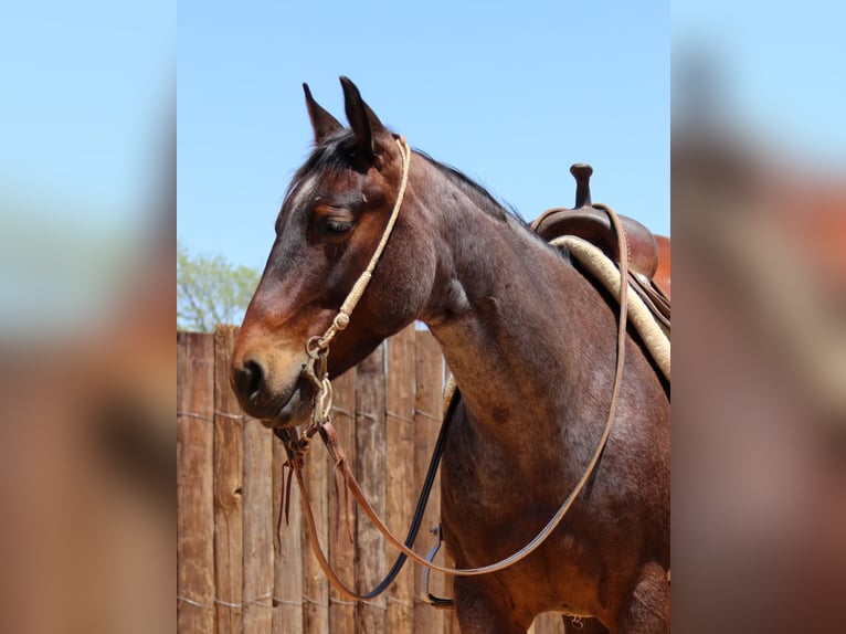 American Quarter Horse Castrone 7 Anni 150 cm Baio roano in jOSHUA tx