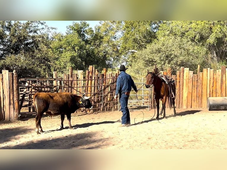 American Quarter Horse Castrone 7 Anni 150 cm Baio roano in Camp Verde AZ