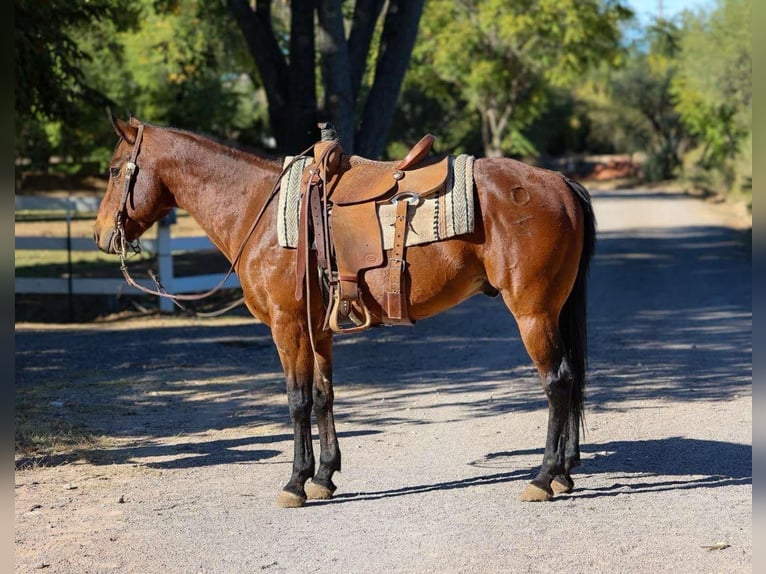 American Quarter Horse Castrone 7 Anni 150 cm Baio roano in Camp Verde AZ