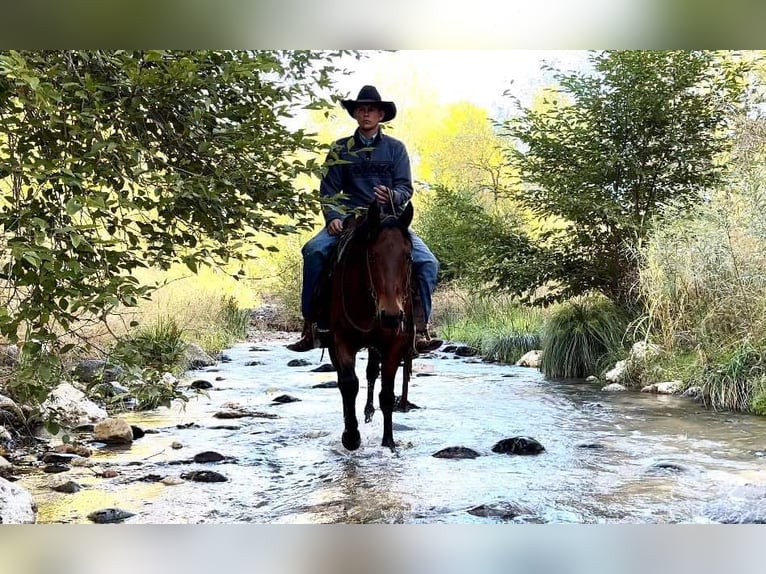 American Quarter Horse Castrone 7 Anni 150 cm Baio roano in Camp Verde AZ