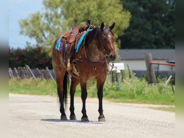 American Quarter Horse Castrone 7 Anni 150 cm Baio roano in Stephenville tX