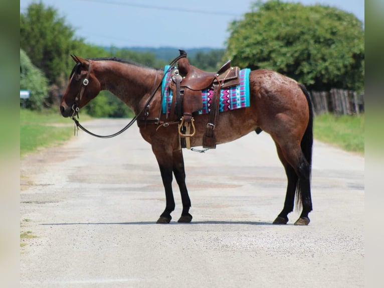 American Quarter Horse Castrone 7 Anni 150 cm Baio roano in Stephenville tX