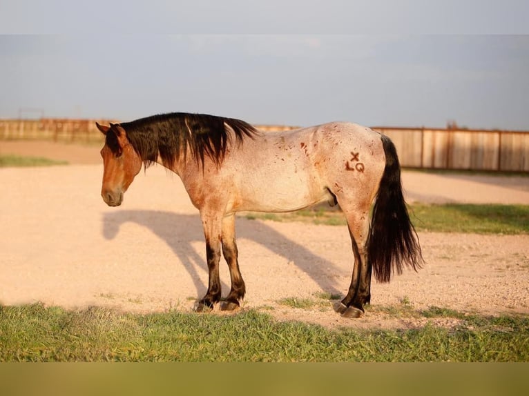 American Quarter Horse Castrone 7 Anni 150 cm Baio roano in Amarillo TX