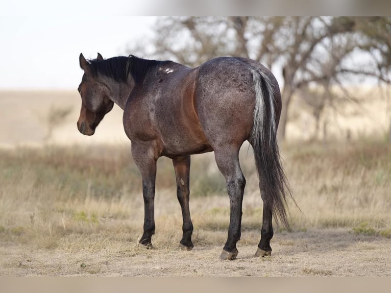 American Quarter Horse Castrone 7 Anni 150 cm Baio roano in Canyon, TX
