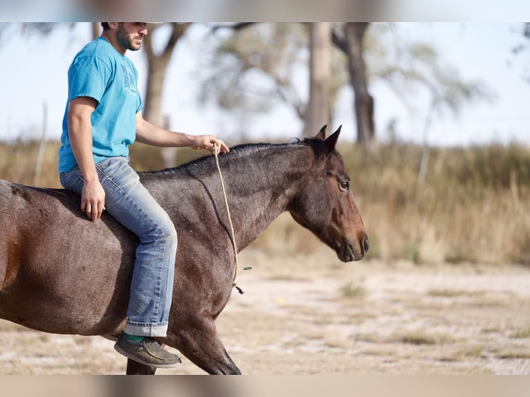 American Quarter Horse Castrone 7 Anni 150 cm Baio roano in Canyon, TX