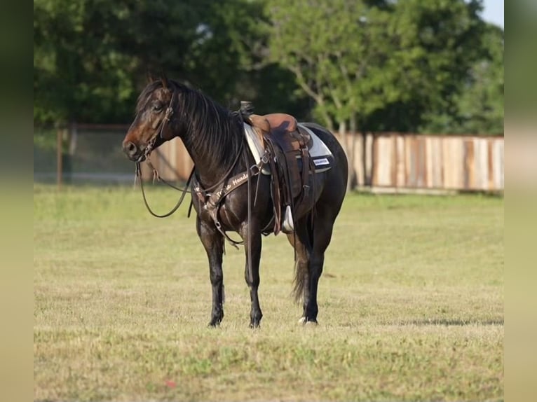 American Quarter Horse Castrone 7 Anni 150 cm Baio roano in Pilot Point, TX