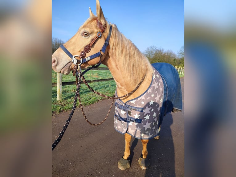 American Quarter Horse Castrone 7 Anni 150 cm Champagne in Meerbusch