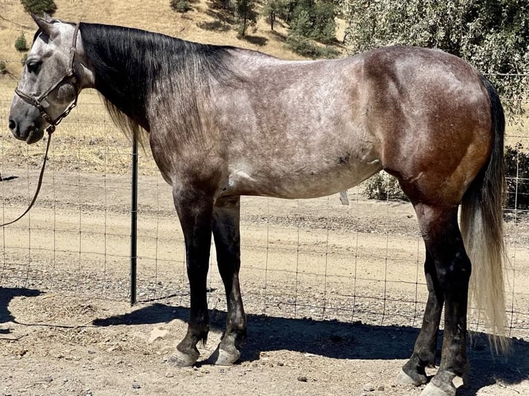 American Quarter Horse Castrone 7 Anni 150 cm Grigio in Paicines CA