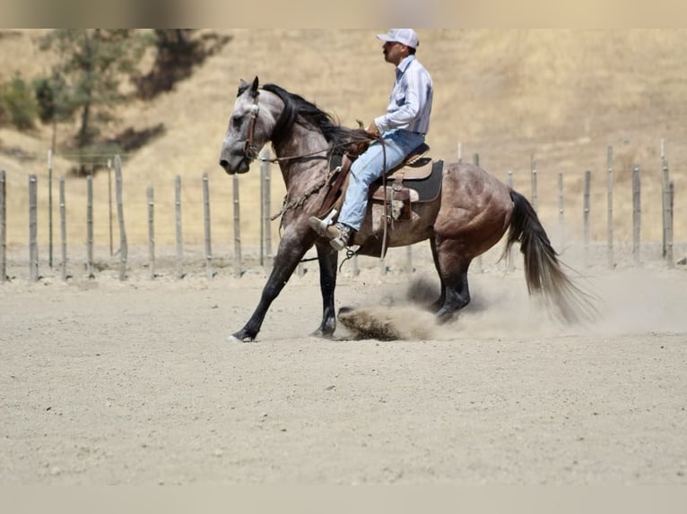 American Quarter Horse Castrone 7 Anni 150 cm Grigio in Paicines CA