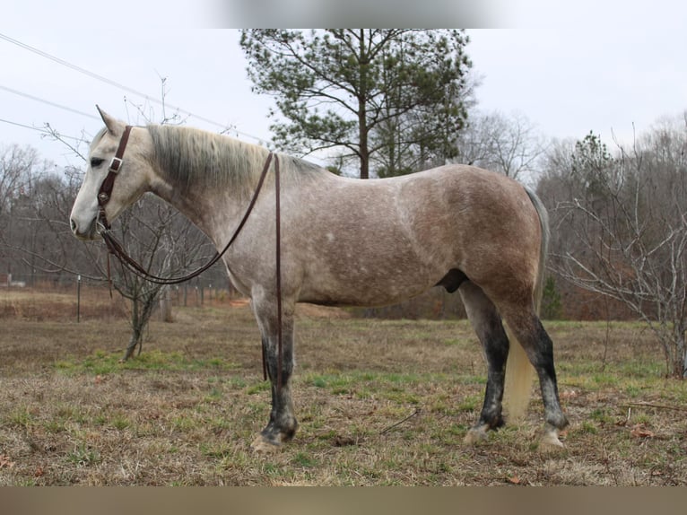 American Quarter Horse Castrone 7 Anni 150 cm Grigio pezzato in Cherryville NC